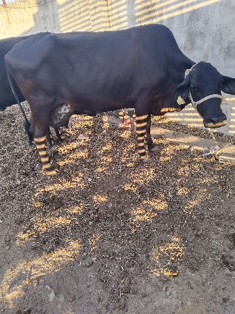 थंबनेल 3