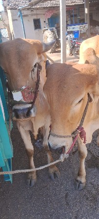 थंबनेल 3