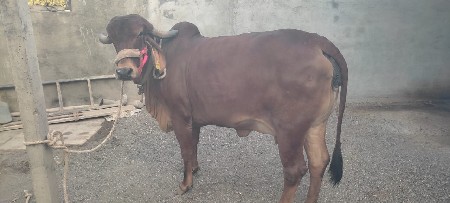 થંબનેલ 3