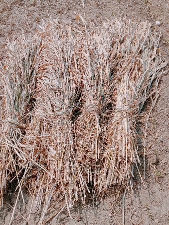 javar ni sar vesvani che.