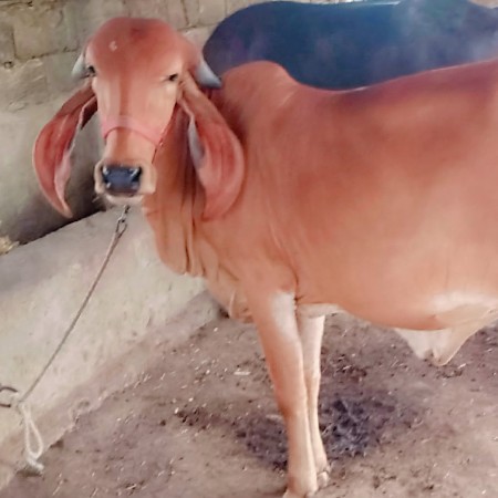 ઓરીજનલ ગીર