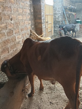 વોડકી વેચવાની છે