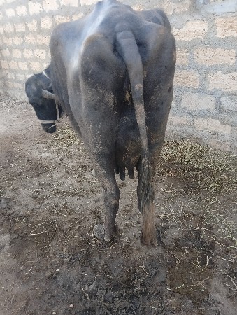 थंबनेल 3