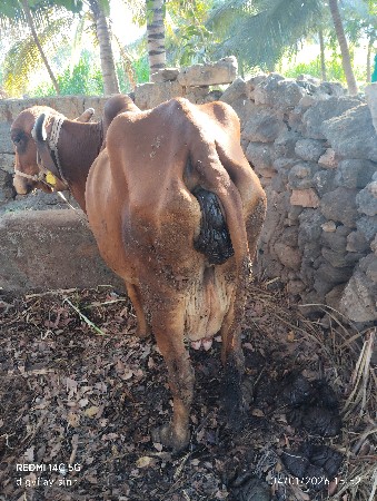 ગાય વેસવાની સે