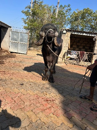 પાડો વેચવાનો છે.