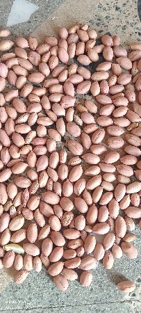 ગિરનાર 4 માંડવી વેચવાની છે