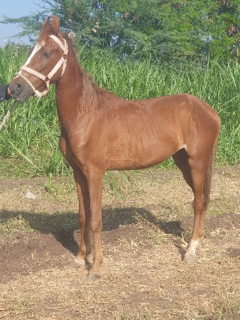 આ વશેરી વેચવાની છે