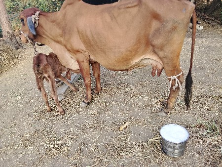 थंबनेल 4