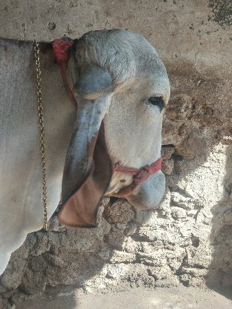 थंबनेल 2