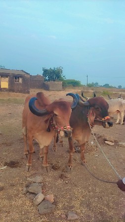 थंबनेल 2