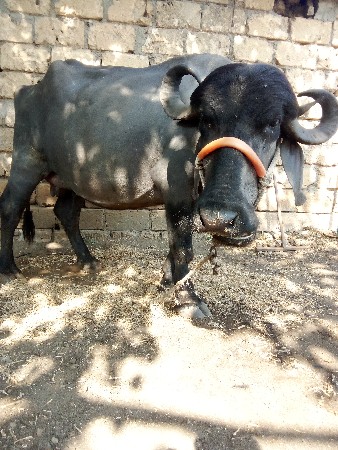 વેચવાની છે 2 વેતર ની છે