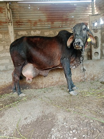 જર્સી ગાય વેચવાની છે