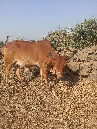 थंबनेल 3