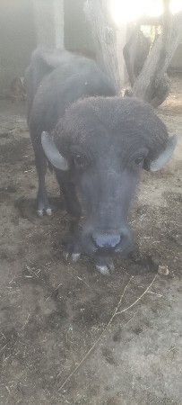 પાડો વેચવાનો છે