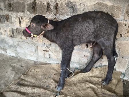 થંબનેલ 3