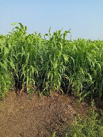 લીલી જુવાર