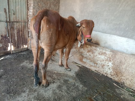 थंबनेल 2