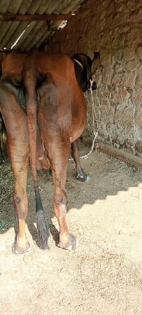 2 jarsi gayu vechavani se