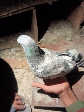 કબૂતર વેચવાના છે