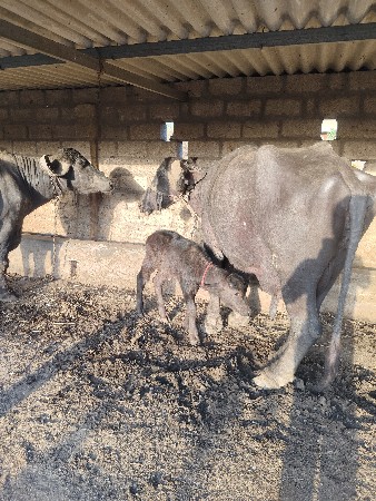 ભેંસ વેચવાની છે