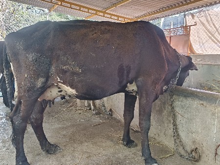 hf હોડકી વેચવાની છે બીજુ વેતર