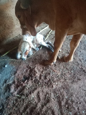 थंबनेल 3