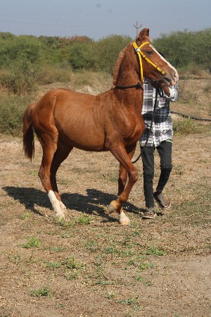 વેચવાની છે ને સાટા પણ કરવાના છે