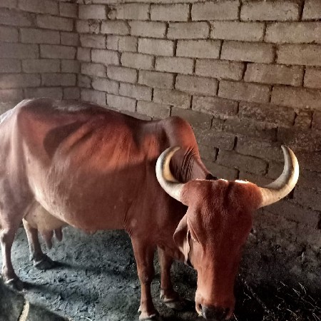 ગાય વેચવાની છે  દેશી ગાય છે