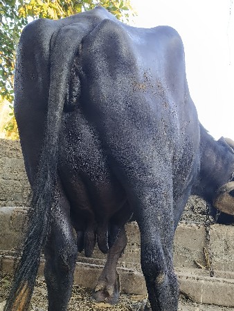 ભેશ આપવાનીસે