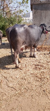 થંબનેલ 3