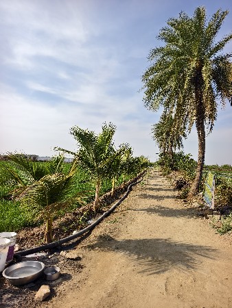 રોડ ટચ ખેતી ની જમીન વેચવાની છે.