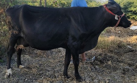 ગાય વેચવાની છે.