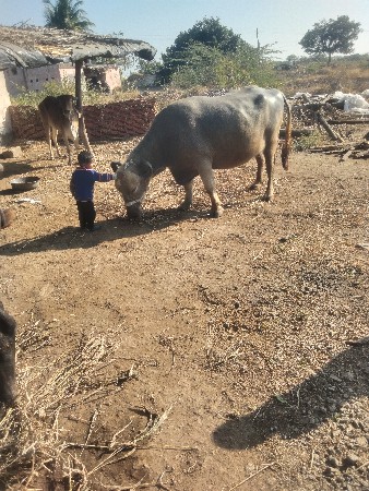 ભેંસ વેચવાની છે ભુરી