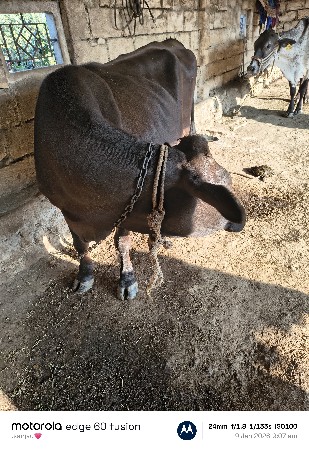 थंबनेल 3