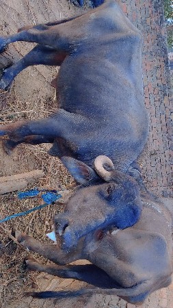 ભેંસ વેચવાની છે