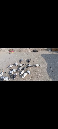 lat  devano che   1 nang na 600