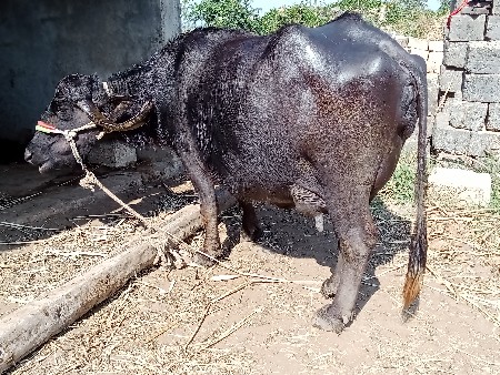 વેતર માં 4