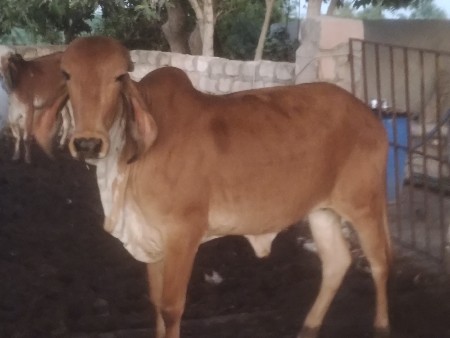 थंबनेल 2