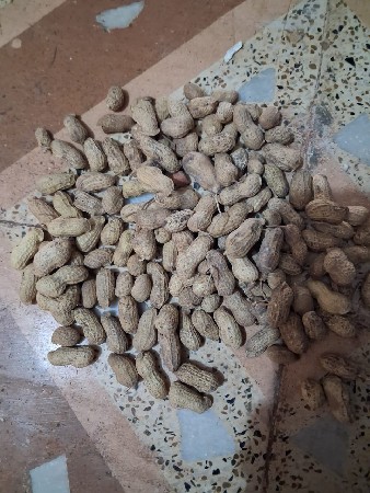 G 20 માંડવી નું બી. ( કોરી)