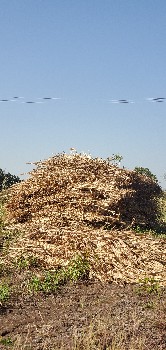 જુવાર વેચવાની છે
