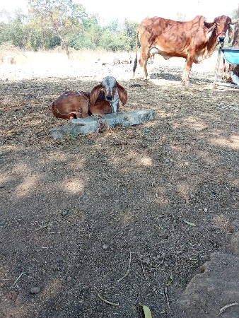 ગીર ગાય વિયાણ