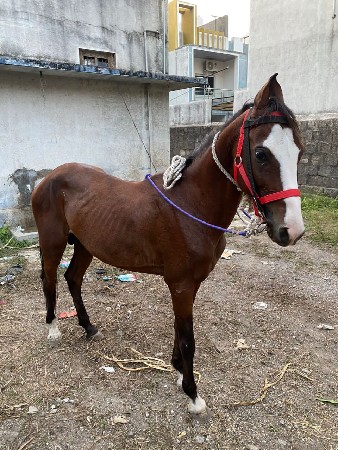 थंबनेल 2