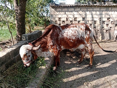 ગીર ગાય વેચવા ની છે