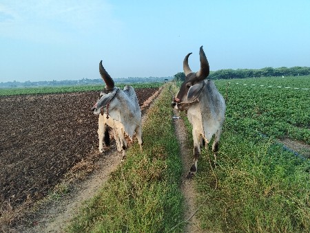 બળદ વેચવાના છે