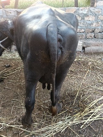 थंबनेल 3