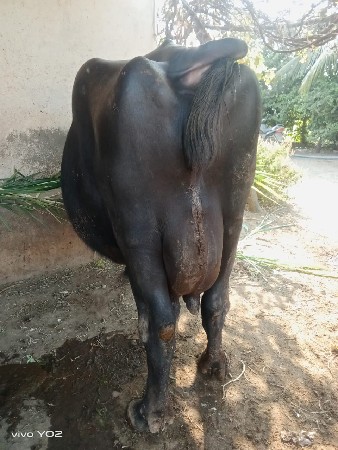 थंबनेल 2