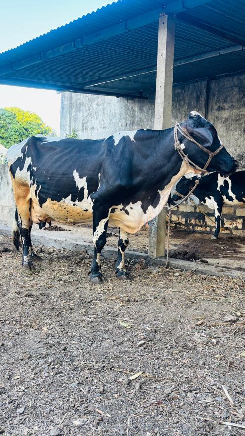 थंबनेल 3