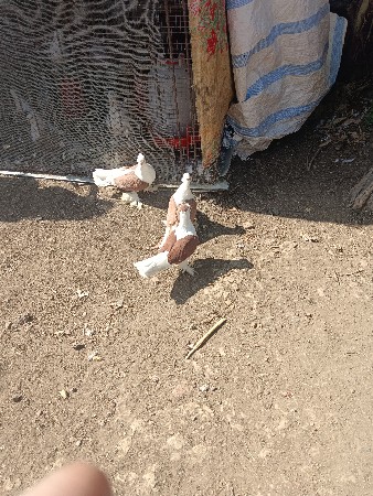 થંબનેલ 3