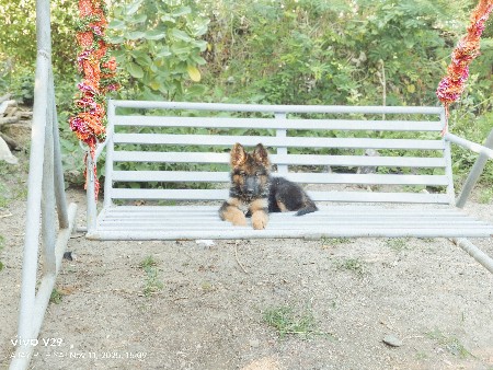 કુતરો  મેલ