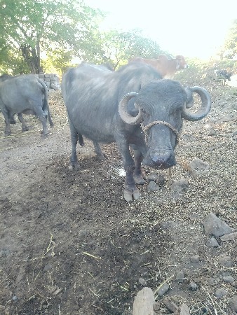 ભેંસ વેચવાની છે